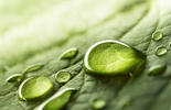 Water drops on leaf