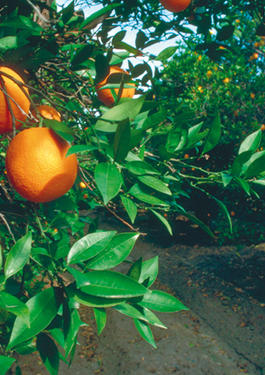 Product traceability platforms